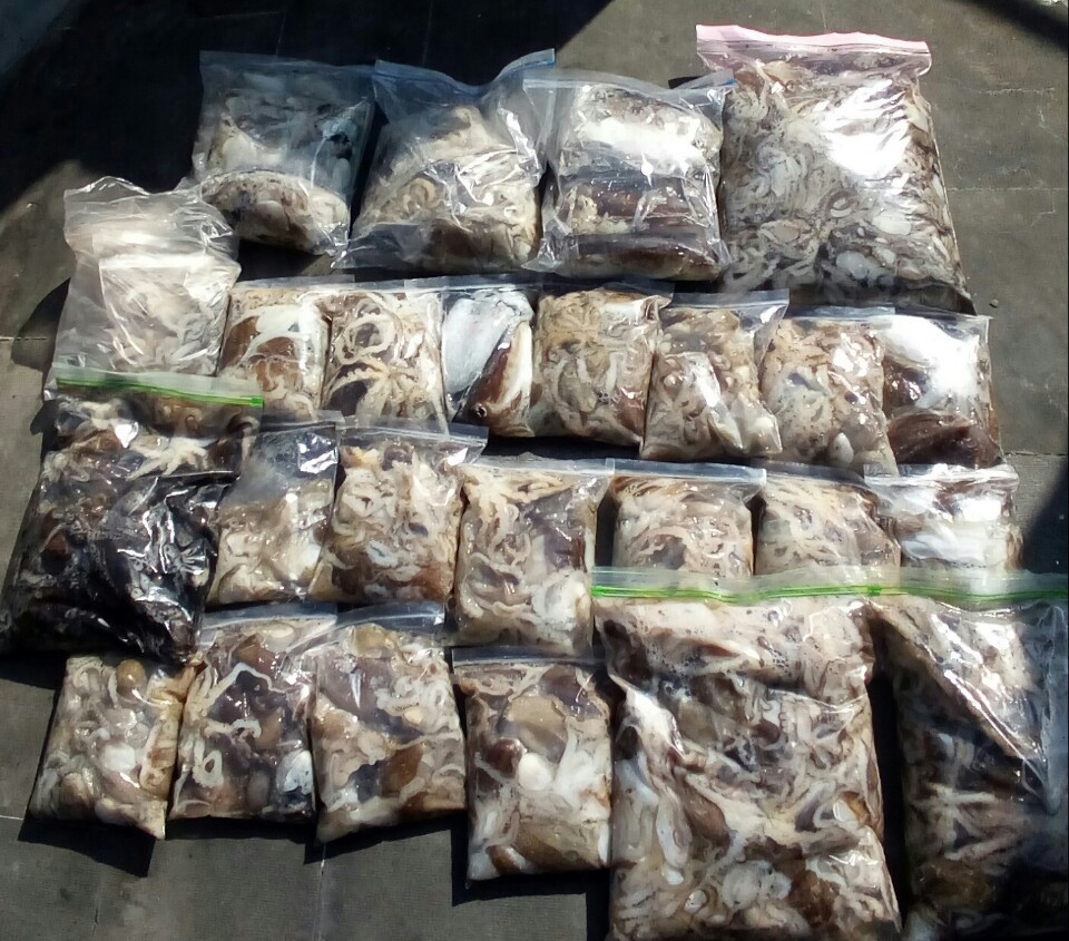 10월20일 아라호 주간쭈꾸미(04시~12시)