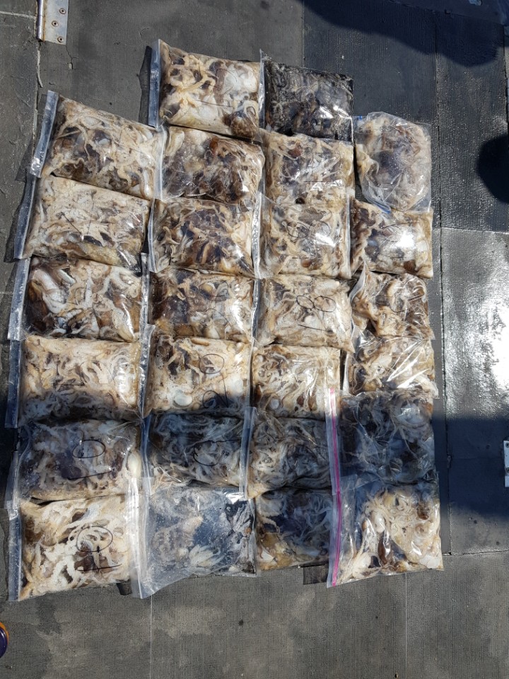 10월4일 아라호 주간쭈꾸미(04시~12시)