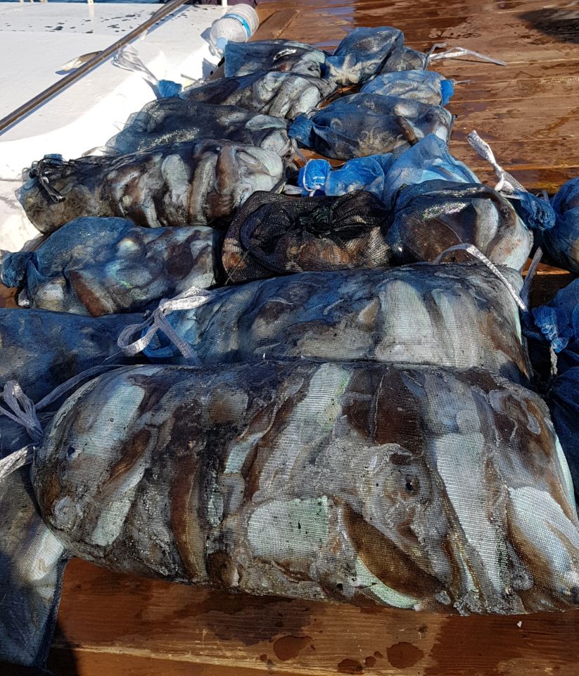 10월21일 올스타호 쭈,갑출조