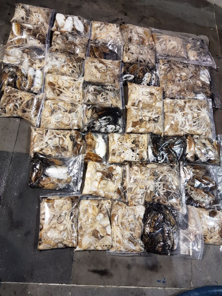 10월3일 아라호 야간쭈꾸미(14시~21시)