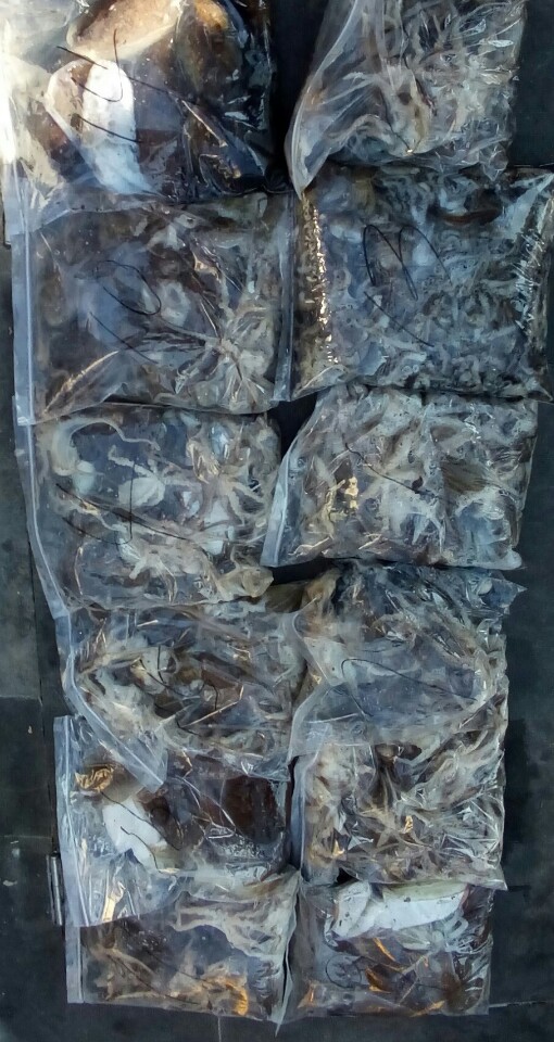 10월31일 아라호 쭈,갑출조