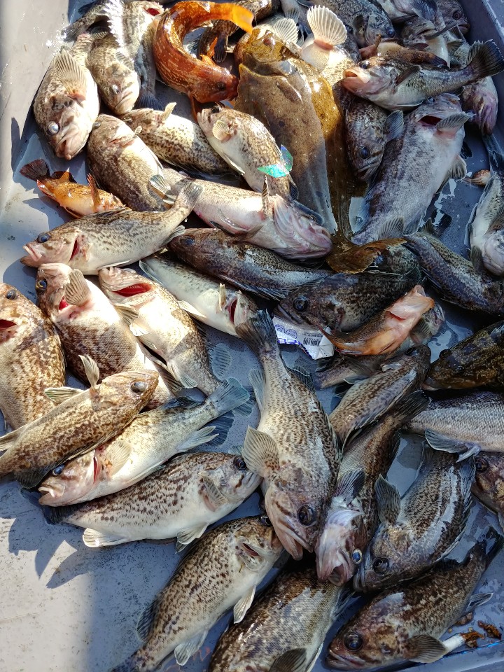 10월13일 아라2호 근해우럭 단체출조