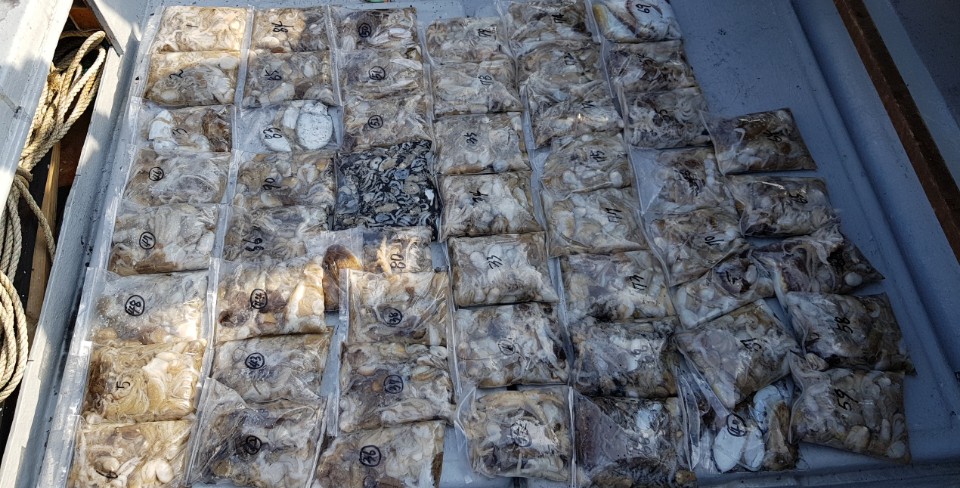 10월4일 올스타호 쭈,갑출조