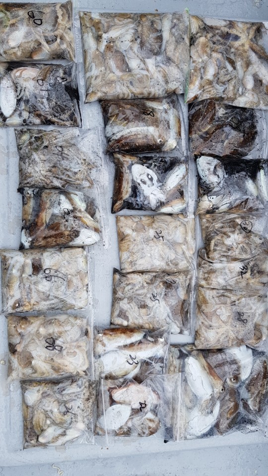 10월5일 올스타호 쭈,갑출조