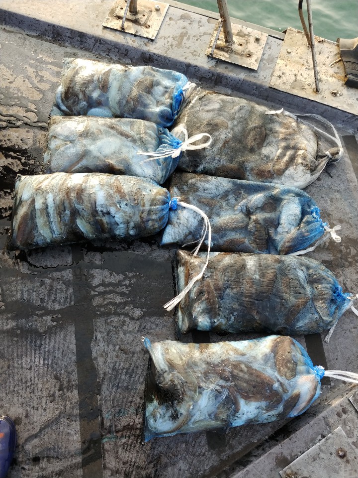 10월22일 아라2호 갑오징어출조