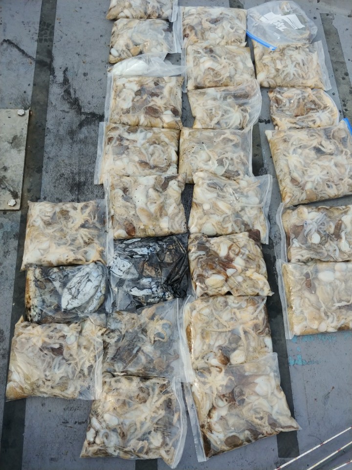 10월4일 아라2호 쭈.갑출조