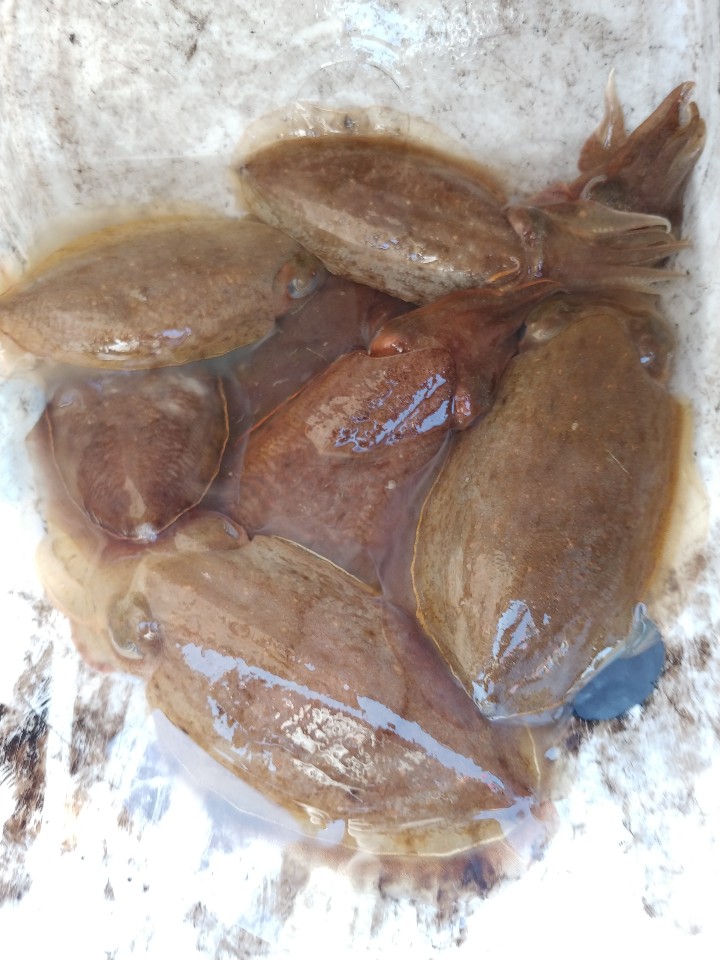 11월10일 아라2호 갑오징어출조