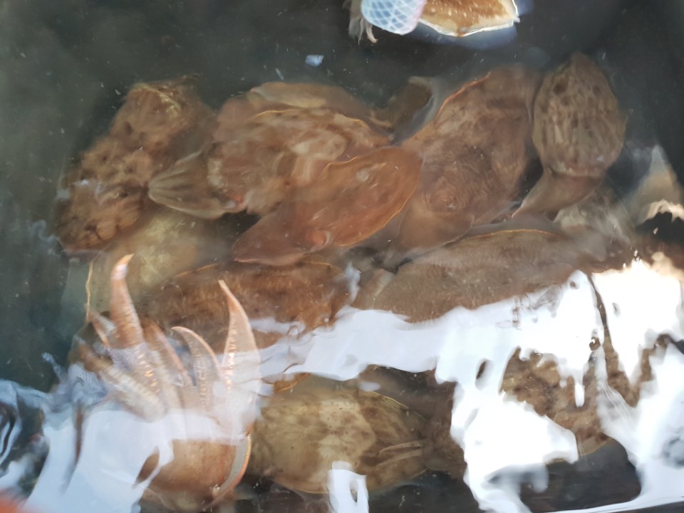 11월3일 아라호 쭈,갑출조