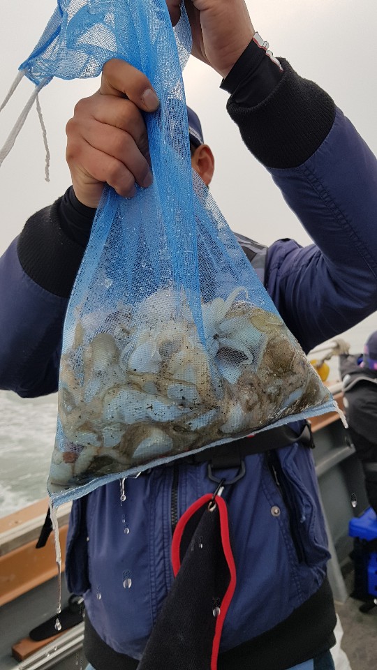 11월6일 아라호 쭈,갑출조