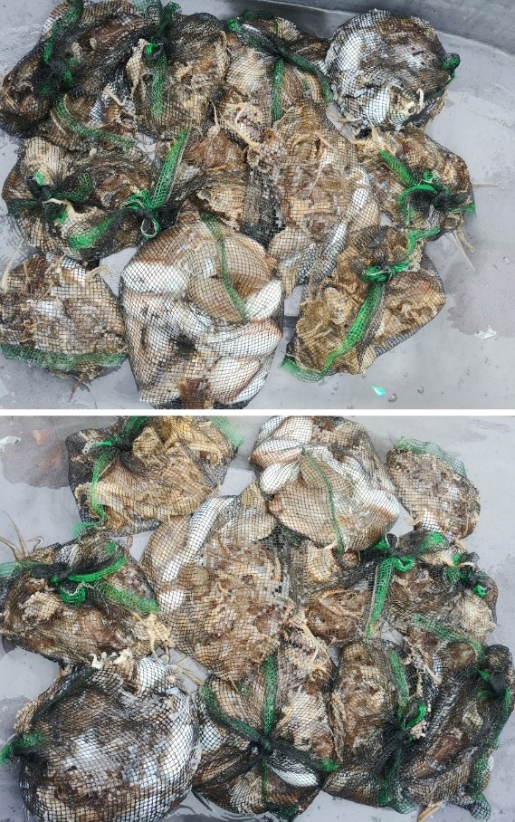 11월6일 아라2호 갑오징어출조