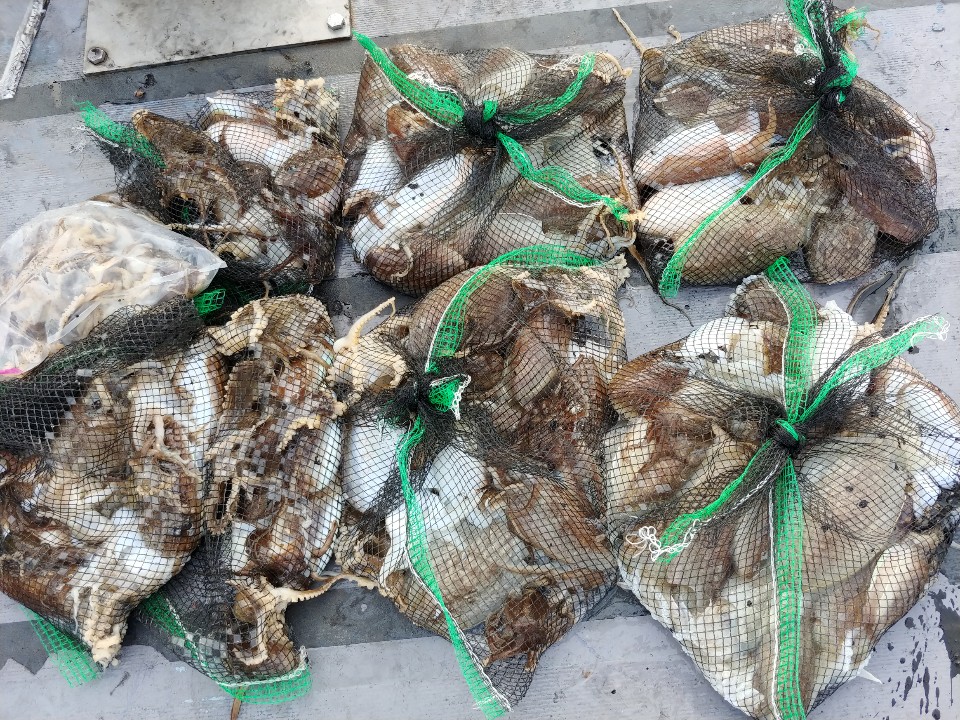 11월5일 아라2호 갑오징어출조