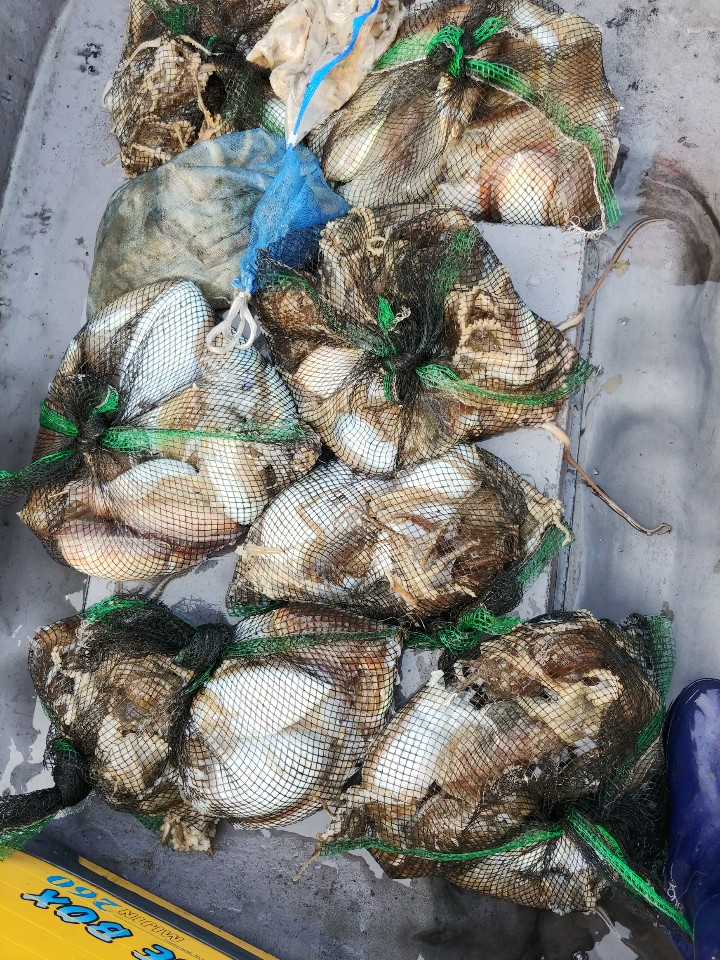 11월7일 아라2호 갑오징어출조