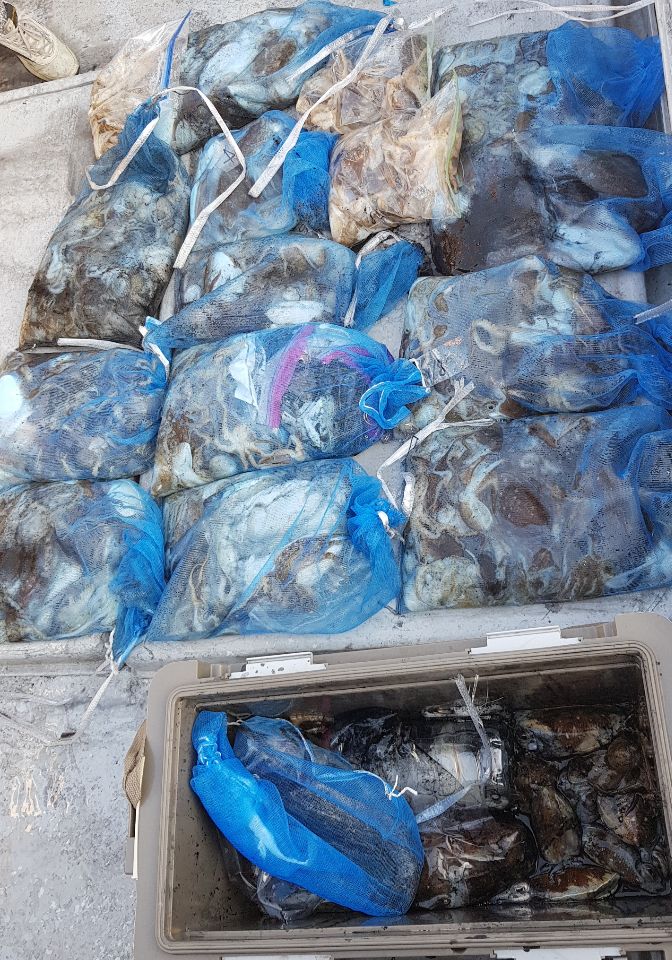 11`월3일 올스타호 쭈,갑출조