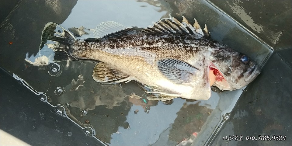 3월 17일 아라2호 근해우럭