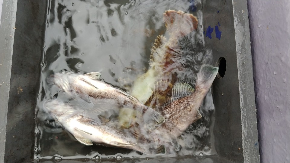 4월 6일 아라2호 근해 조황