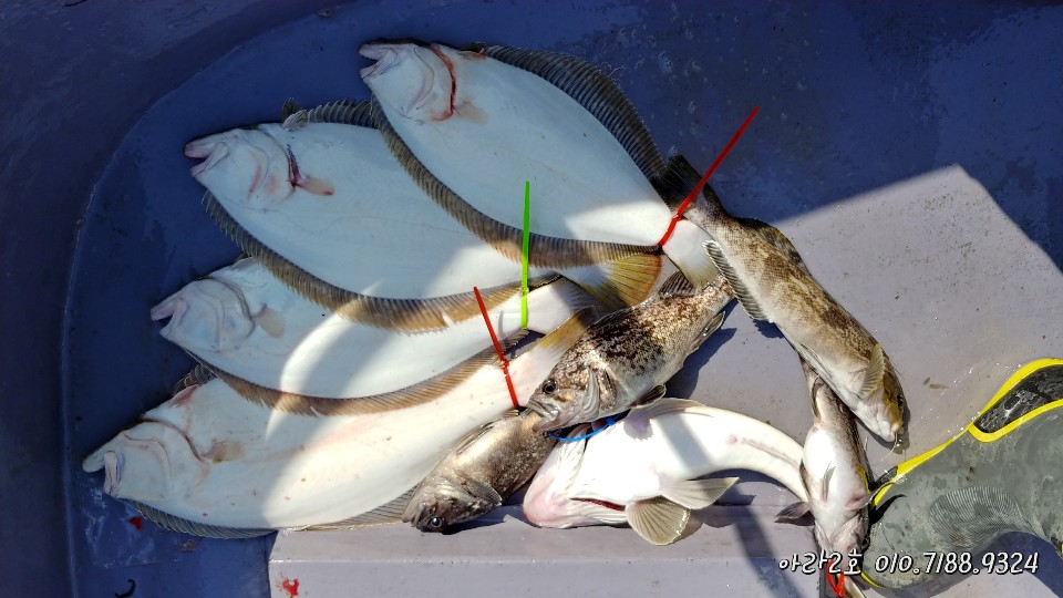 4월 28일 아라2호 광어 조황