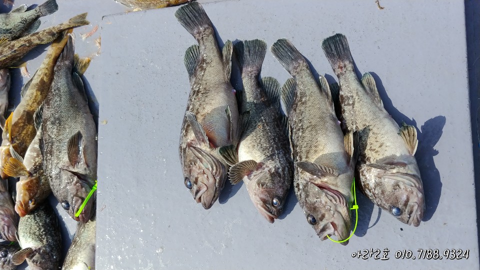 4월 30일 아라2호 우럭조황