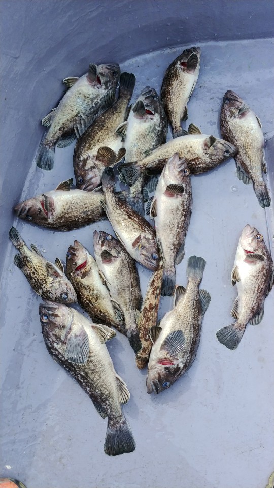 4월 16일 아라2호 조황