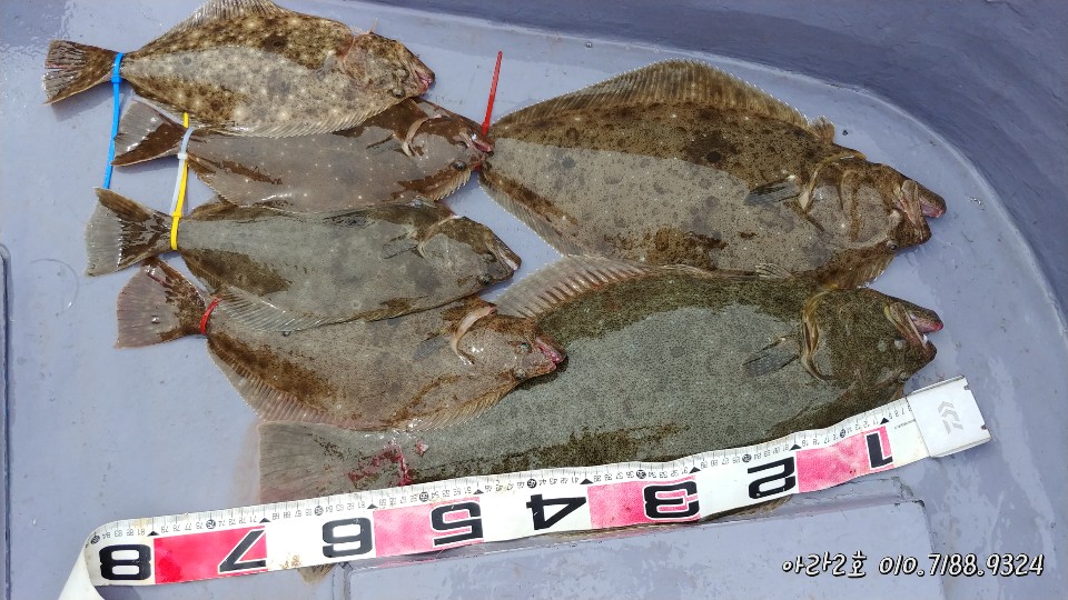 4월 27일 아라2호 광어 조황