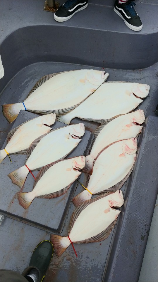 5월 30일 아라2호 광어조황