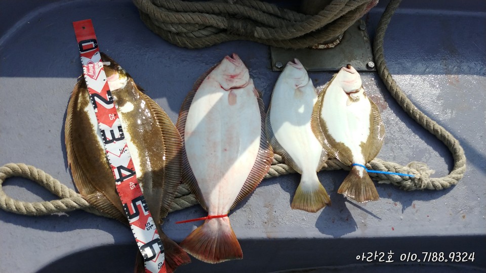 5월 10일 아라2호 광어 조황