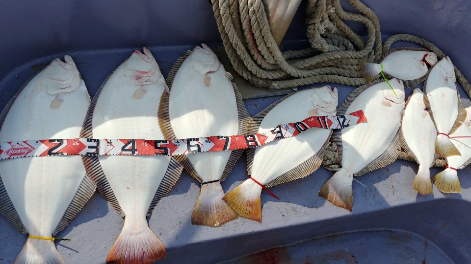 5월 26일 아라2호 광어조황