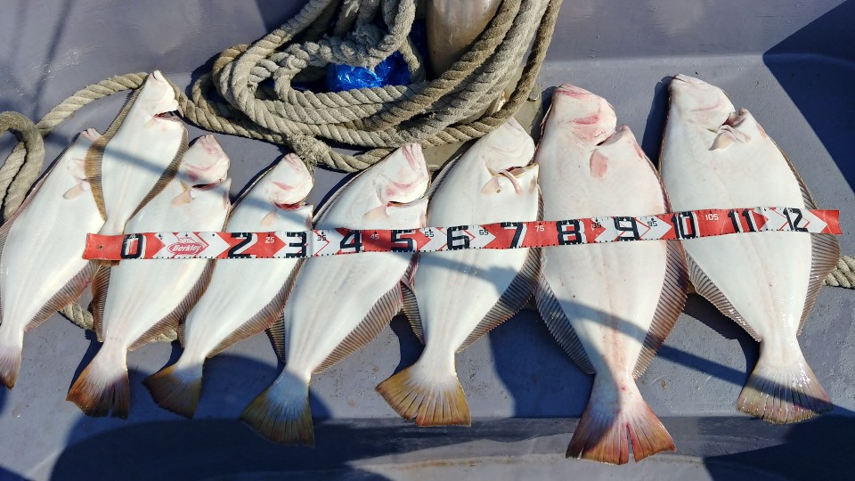 5월 23일 아라2호 광어조황