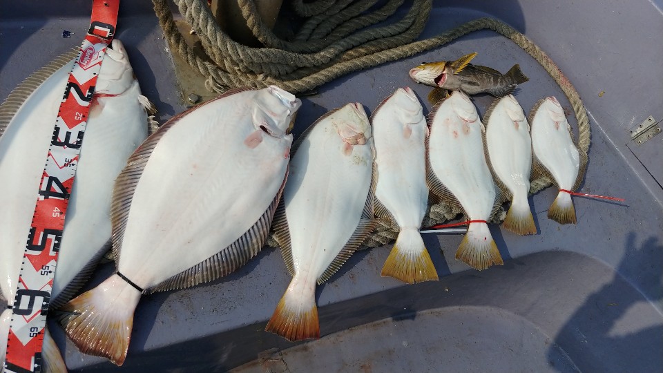 5월 15일 아라2호 광어조황