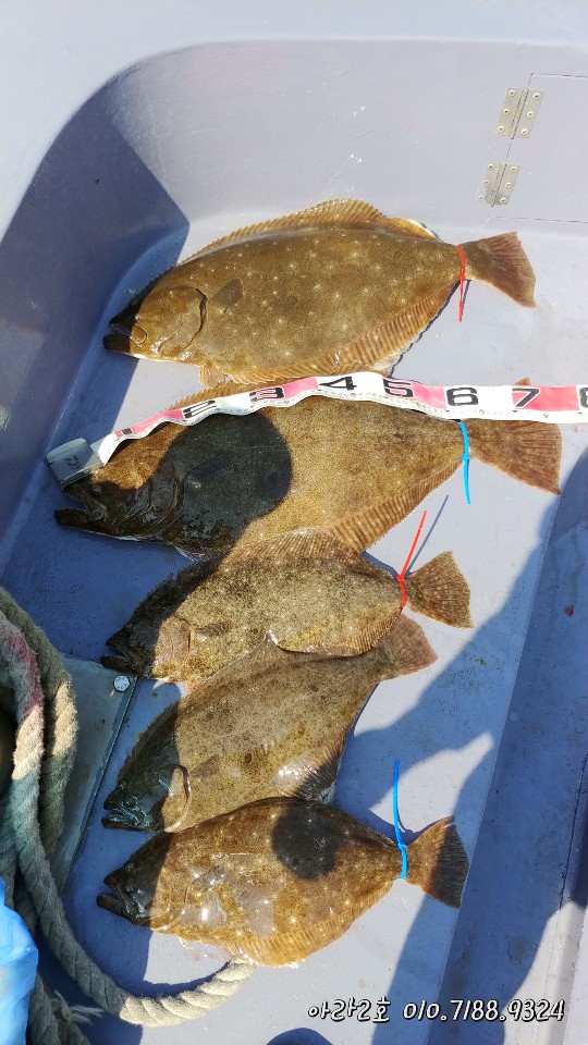 5월 5일 아라2호 광어조황