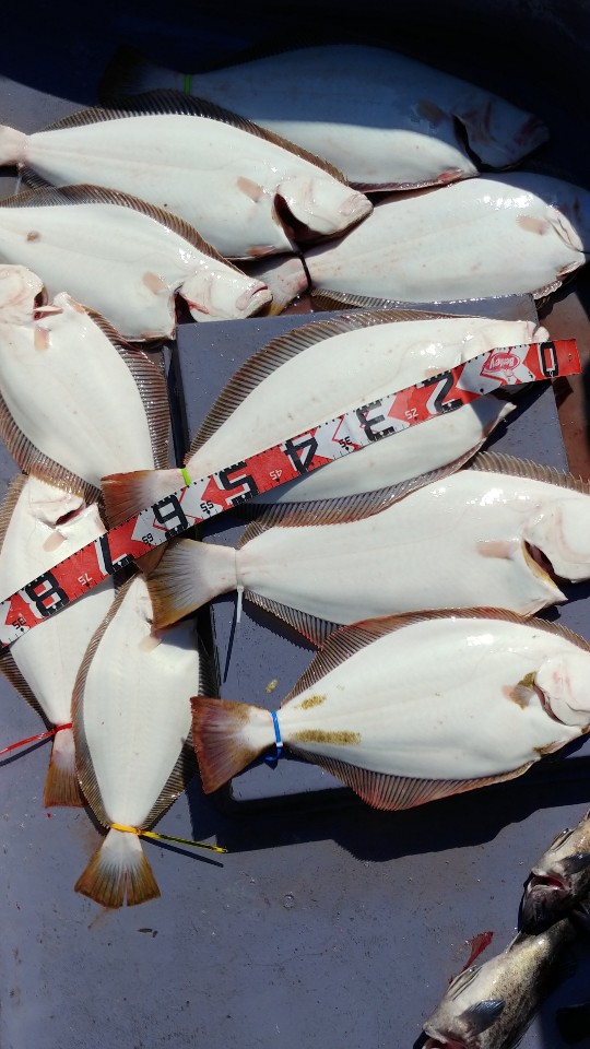 5월 31일 아라2호 광어 조황