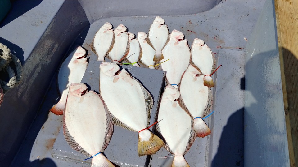 5월 29일 아라2호 광어조황