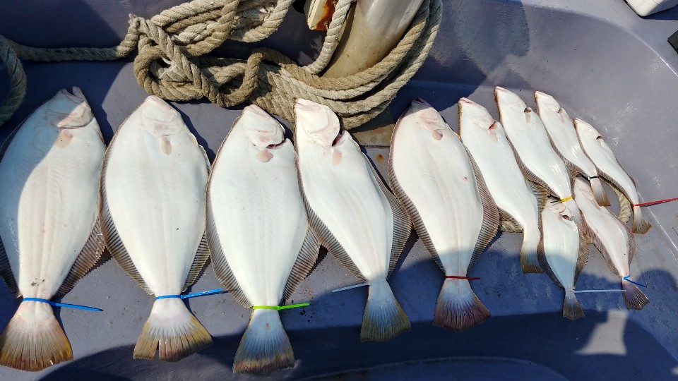 5월 24일 아라2호 광어조황