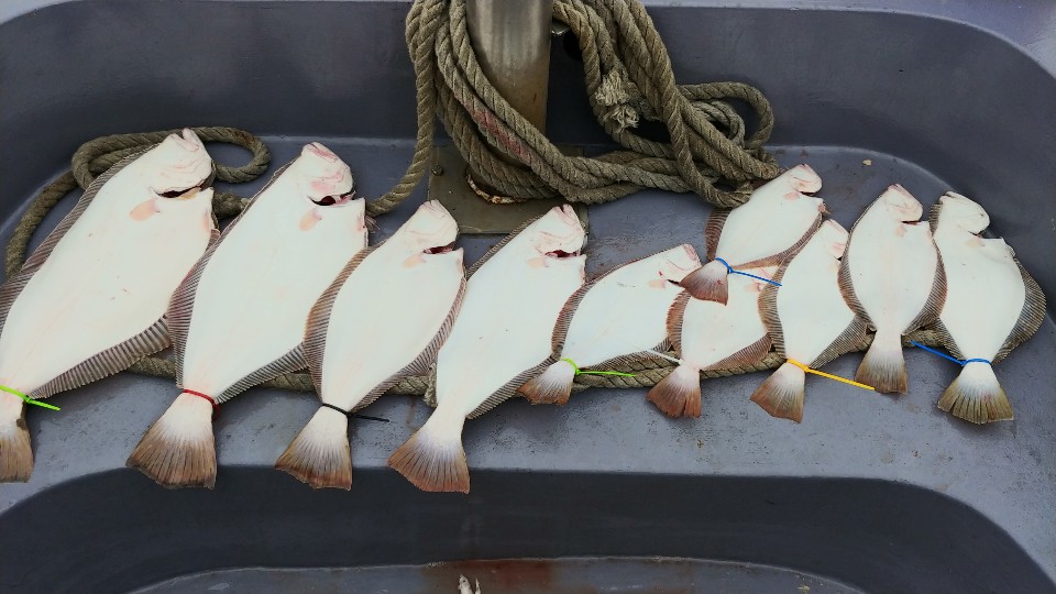 5월 17일 아라2호 광어조황