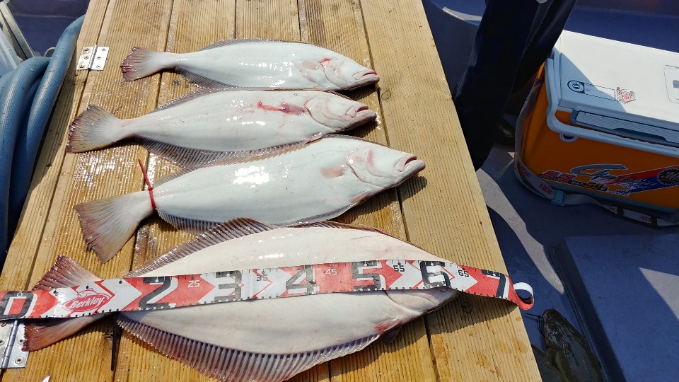 5월 14일 아라2호 광어조황