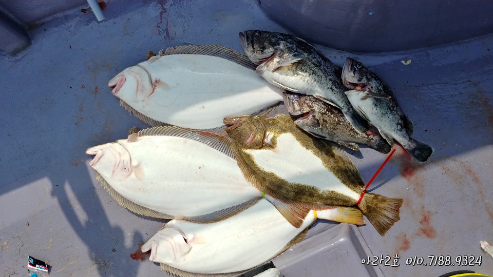 5월 1일 아라2호 조황