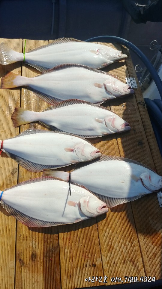 5월 11일 아라2호광어 조황