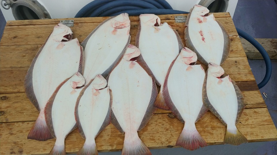 5월 18일 아라2호 광어조황