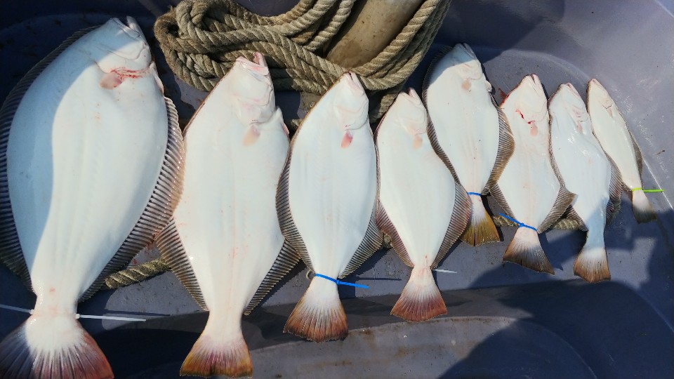 5월 16일 아라2호 大광어조황