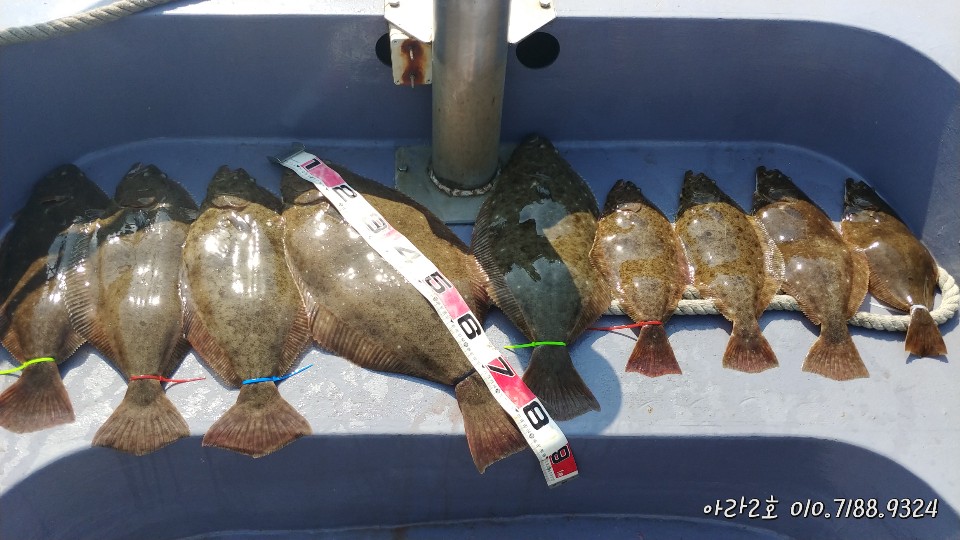 5월 3일 아라2호 대광어조황(8자)