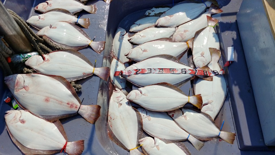 6월 2일 아라2호 광어조황(1부)