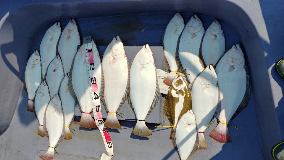 6월 22일 아라2호 광어조황