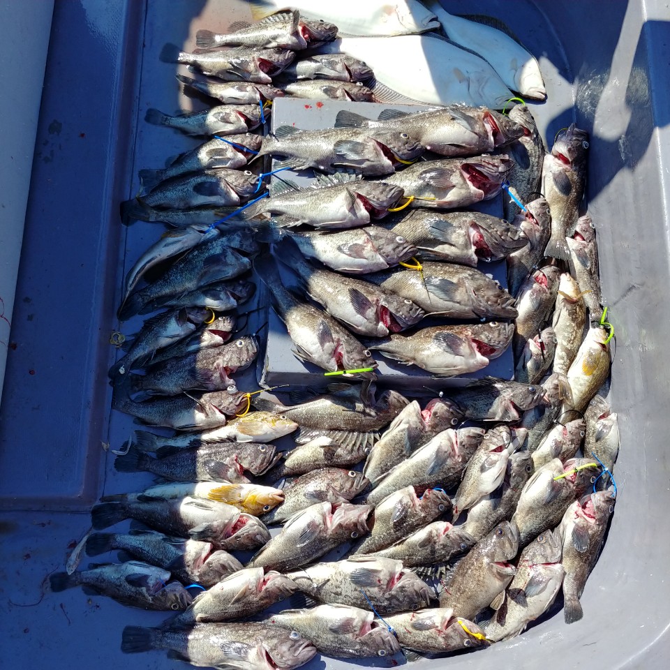 6월 25일 아라2호 외수질조황 (5명출조/ 60수이상)