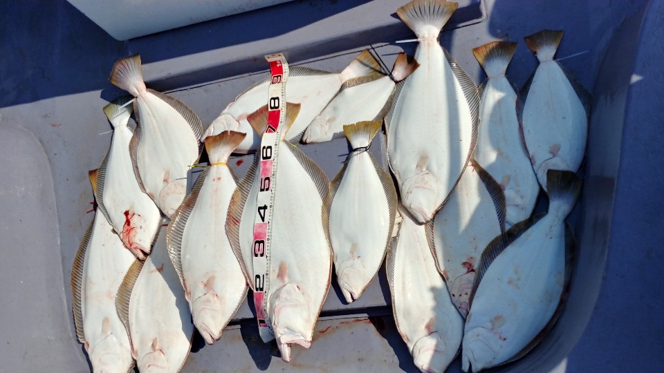 6월 16일 아라2호 광어조황