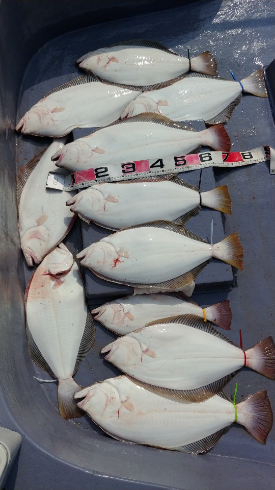 6월 14일 아라2호 광어조황