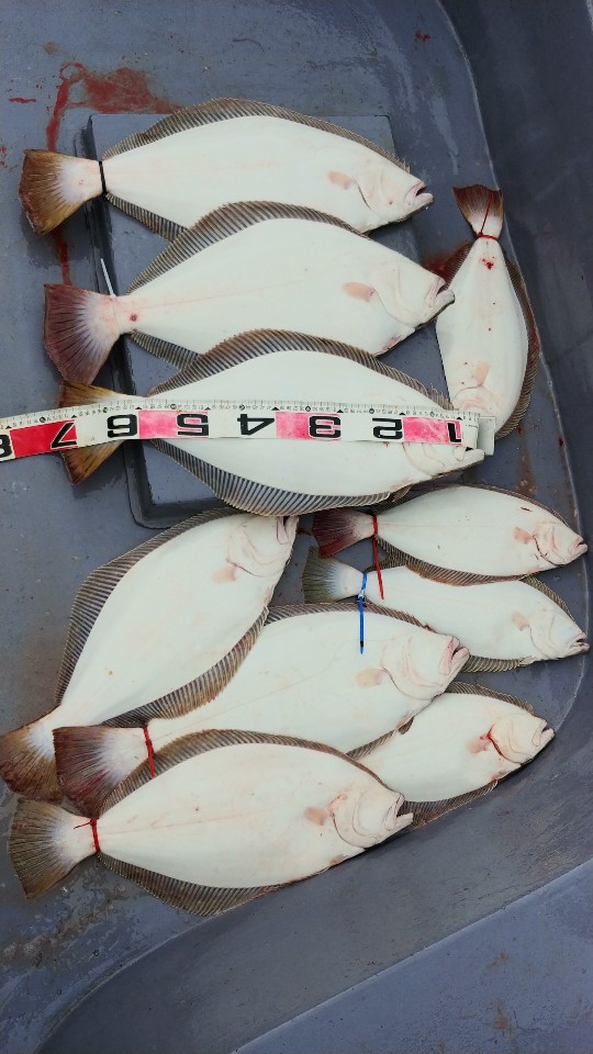 6월 9일 아라2호 광어조황