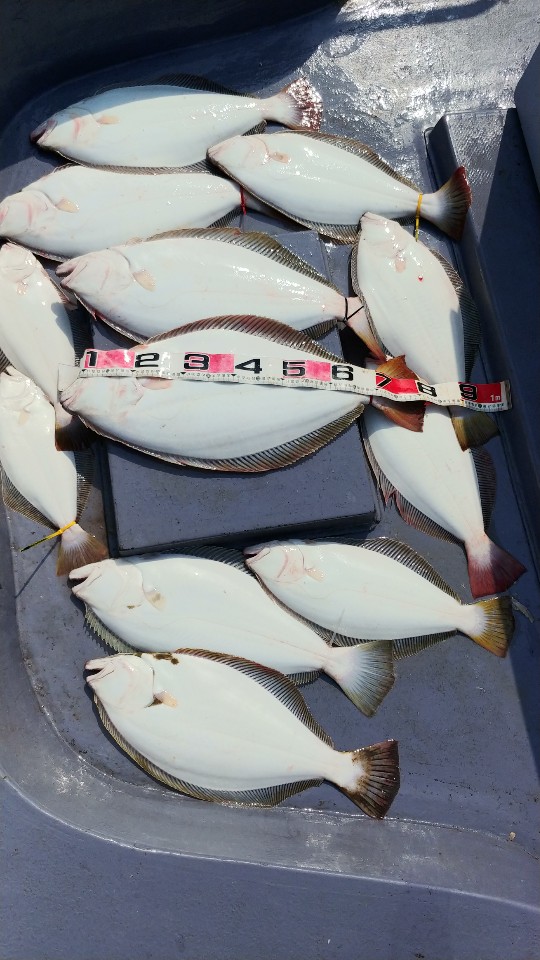 6월 5일 아라2호 광어조황