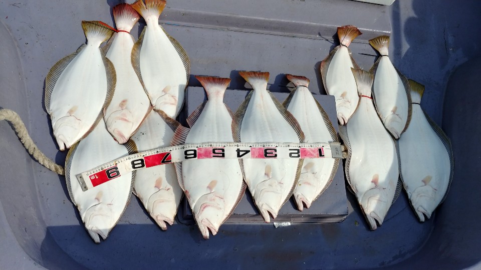 6월 13일 아라2호 광어조황(7명출조)