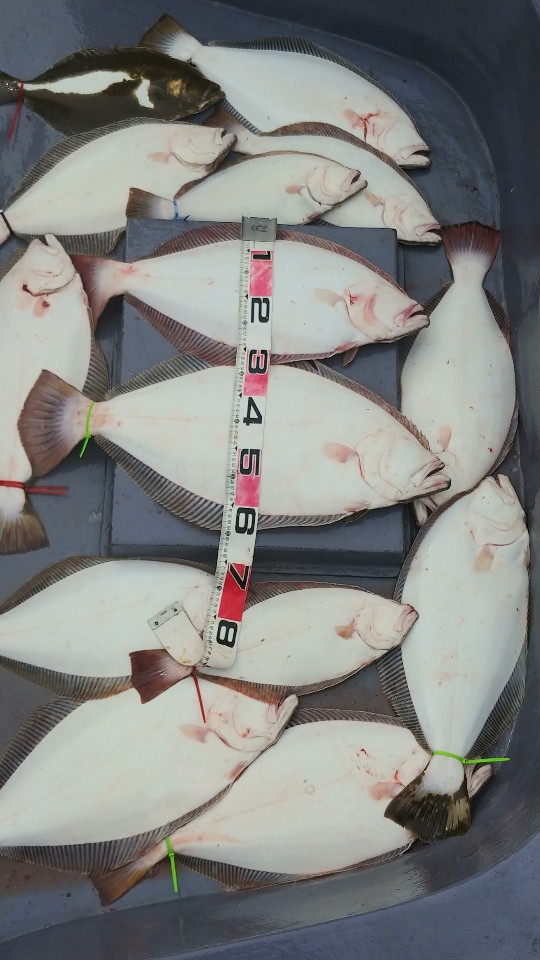 6월 8일 아라2호 광어조황