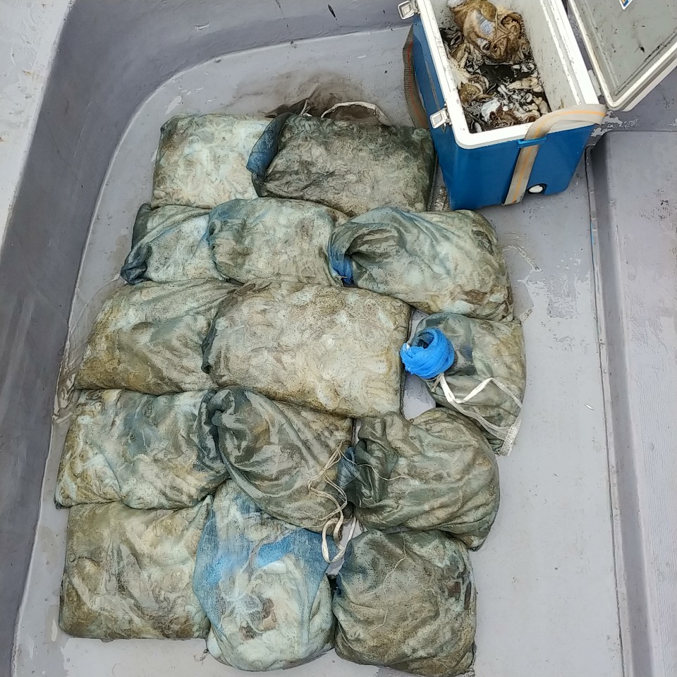 9월 26일 아라2호 주꾸미 망태기 조황