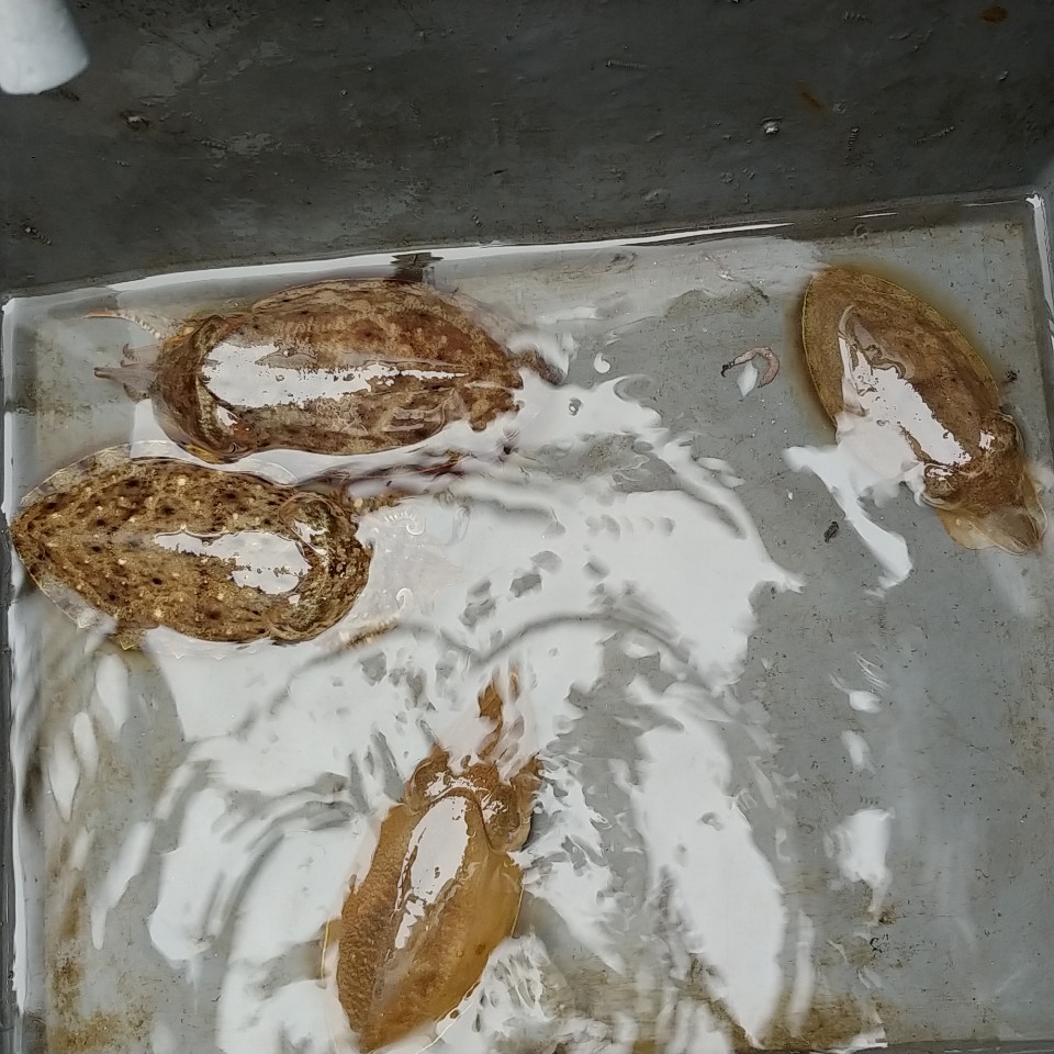 9월 27일 아라2호 갑오징어 조황